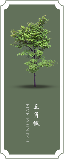 五角枫