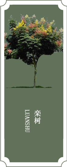 栾树